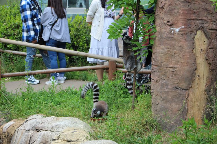 韓国 京畿道 【果川】 ソウル動物園 + スカイリフト 割引パッケージチケット [SP_ 21]