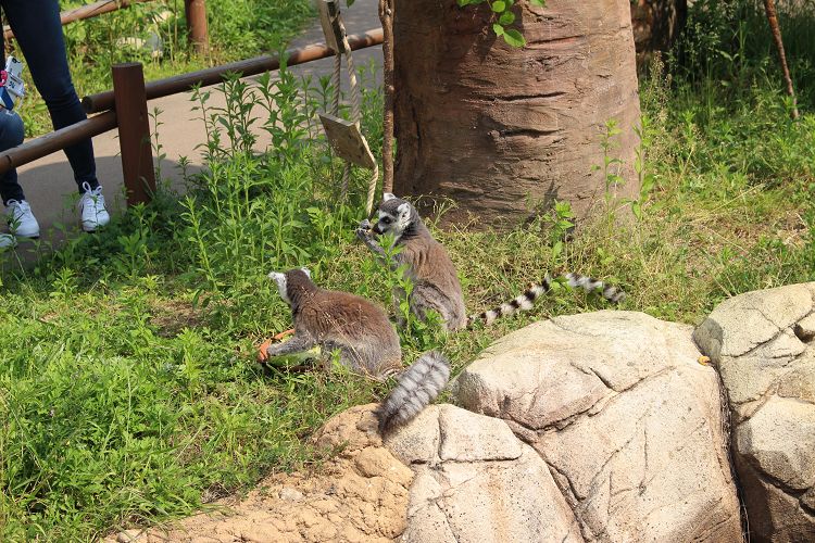 韓国 京畿道 【果川】 ソウル動物園 + スカイリフト 割引パッケージチケット [SP_ 21]